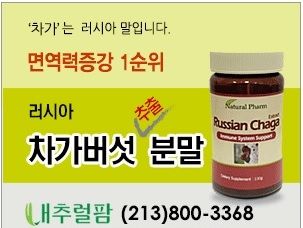 차가버섯러시아